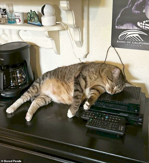 Cable cat!  A cat from Los Angeles in the US prefers the warm gadget to a comfortable bed for naps