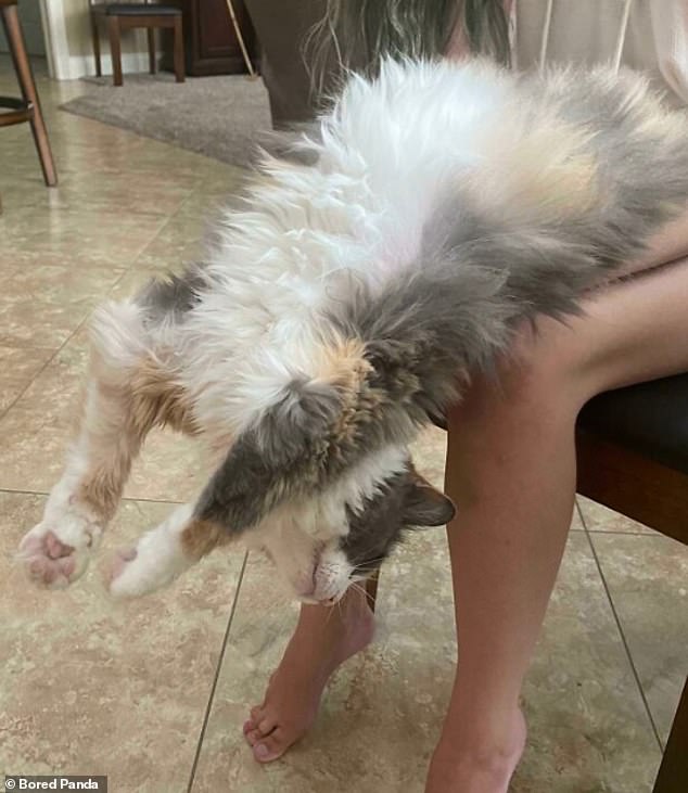 Big stretch!  One cat chose an unusual way to stretch out his body while lying on his owner's lap