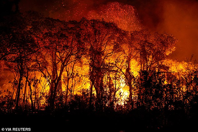 Since the beginning of the 20th century, the Kesters Report indicates that the average cost of natural disasters worldwide has doubled every decade.  Pictured: Smoke from the fire billows into the air as trees burn in the Pantanal, the world's largest wetland, Porto Joffre, Brazil on November 16