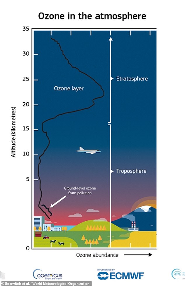 Ozone acts as a shield, absorbing ultraviolet rays from the sun.  Its absence means more of this high-energy radiation reaches Earth, where it can harm living cells.  The ozone layer is depleted due to chemical reactions, driven by solar energy, involving byproducts of man-made chemicals that remain in the atmosphere.  Pictured: Ozone levels vary with altitude