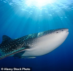 Earlier this month, a 30-foot whale shark – the largest fish in the world – was spotted feeding in the shallow waters