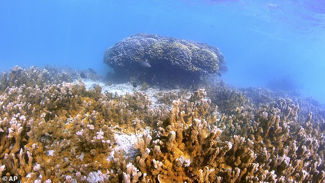 The bay is also home to one of Hawaii's two barrier reefs and an extensive development of shoal coral reefs