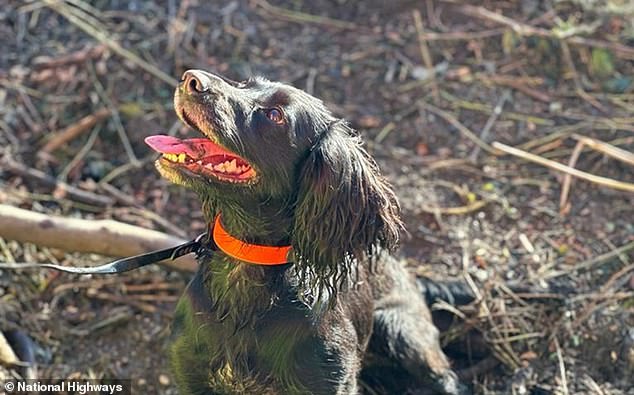 When dogs discover Japanese knotweed, they freeze in place.  This not only alerts their handlers to their discovery, but also allows National Highways to take action to eradicate the weed