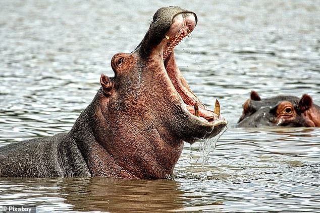 Hippos are among the most aggressive animals in Africa and have the largest teeth of any land mammal