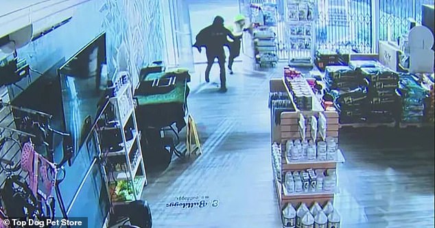 The pet store had sixteen surveillance cameras and a medal gate to protect the store, but the robbers still managed to break in