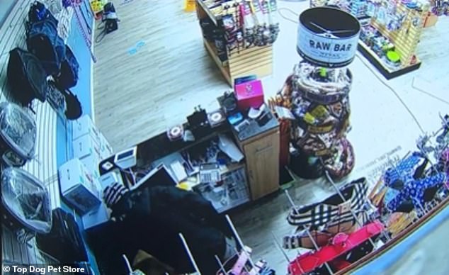 The robbers pulled up in a white Chevy van while three of them took the dogs and one of them took $2,000 in cash from the store cash register.