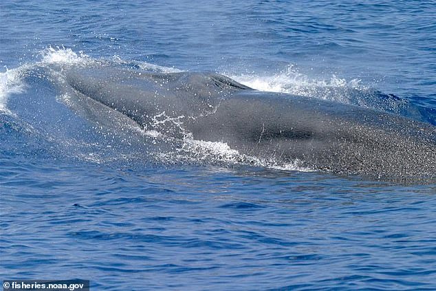 Another is the rice whale, which was recently identified in 2021 and was determined to have fewer than 100 in the Gulf.