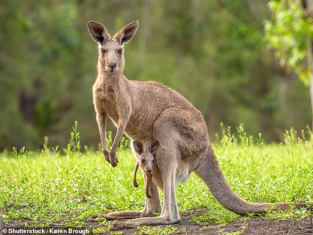 The kangaroo was removed from the roof and moved to a nearby walkway near a river (stock photo of mother kangaroo and her joey)