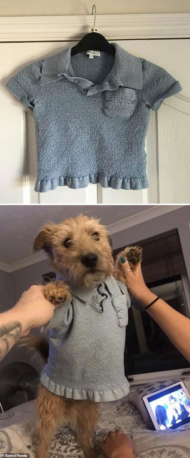 In another photo, someone's favorite top becomes the perfect outfit for their little dog