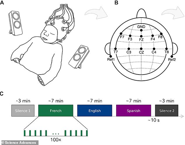 For the study, 33 newborns of French-speaking mothers were monitored using electroencephalography (EEG).