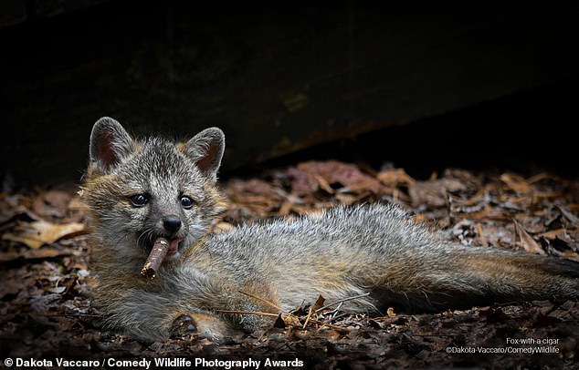 Excuse me sir, but I think you're a little too young to smoke!  Dakota Vaccar's shot of a gray fox cub playing with a twig was highly recommended