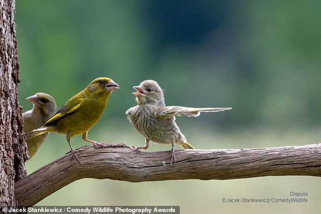 Jacek Stankiewicz's photo of a dispute over a bird family in the Bialowieza Forest, Poland, made it into the Junior and People's Choice categories