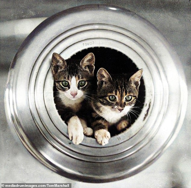 Animals were once common aboard Royal Navy ships before they were banned in 1975.  These cats lived aboard HMS Hawkins, a heavy cruiser, and are depicted in the barrel of a 7.5 inch gun.