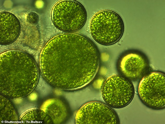 Although algae is not pretty to look at, it is very effective at absorbing carbon dioxide (CO2).