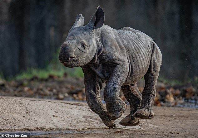 The calf is only a few days old and is already racing around his pen where keepers say he and her mother are inseparable