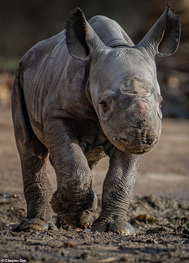 Its breeders say the calf is eating well and full of energy, although it spends most of its time following its mother around the cage.