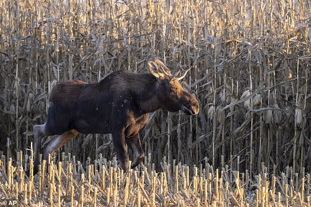 In September, Rutt the moose was spotted in Iowa, near the Minnesota border, and has since become a local celebrity