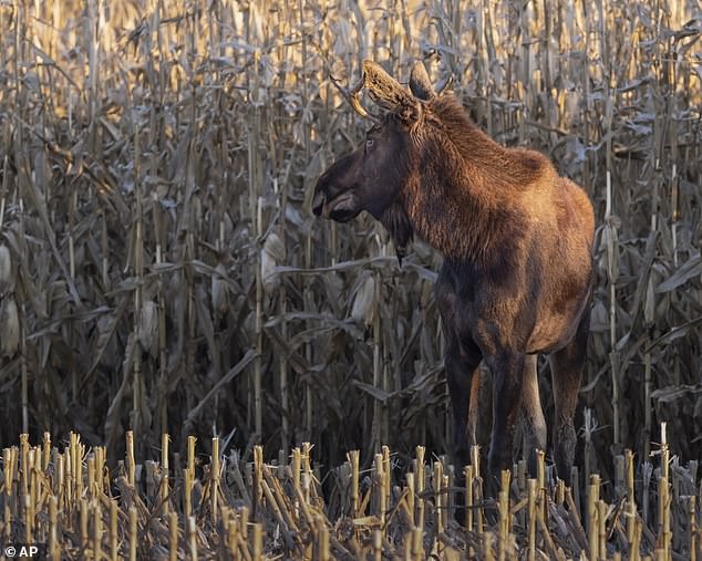 Johnson, who runs a local gift shop in Minnesota, founded the group after another moose was spotted in the same area in 2018