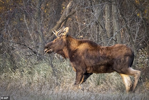 “It's really fun to wake up every day and see if any new sightings come in,” Johnson said