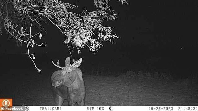 About 3,300 elk usually live in the northern Minnesota state, according to Todd Froberg of the Minnesota Department of Natural Resources.