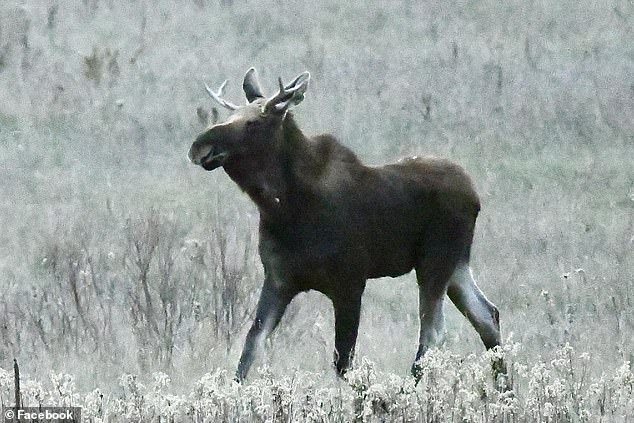 Rutt fans had been eagerly awaiting updates on whether the massive creature would successfully navigate Interstate 94, which he ultimately did