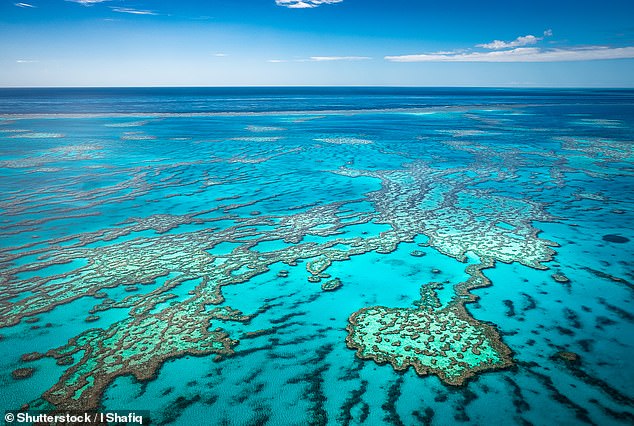 Other passengers said the problems could have been avoided if the company had 'tested the water' and not allowed unsteady swimmers into the strong currents.