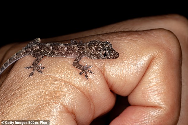 An infectious disease doctor told Brazilian online media G1 that the boy who ate the fried gecko may have endangered his health if the animal was infected with parasites