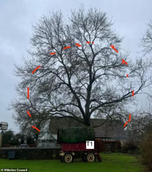 The enormous canopy of an ash tree - about to take shape - hangs over the Queen's prized shepherd's hut, where she was pictured with her Jack Russell terrier Beth in a royal family post last year to mark her 75th birthday .