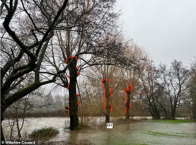 A group of three willow trees due for severe pruning were sunk in the floodwaters of the River Avon