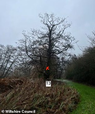 Alder tree about to be cut down