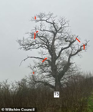 Oak tree where dead wood will be removed