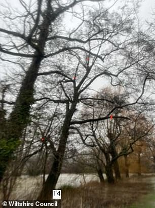 Alder tree where dead wood will be removed