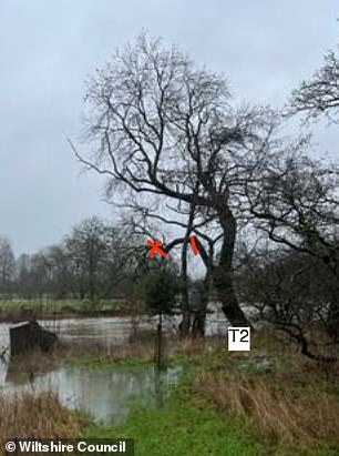 Ash tree whose lower branch will be removed