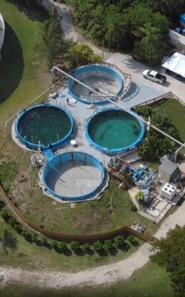 Footage from April showed Romeo alone in the same tank at Pompano Baths.  The swimming pool was not outdoors at the time, raising concerns that there was nowhere for him to take shelter from the sun