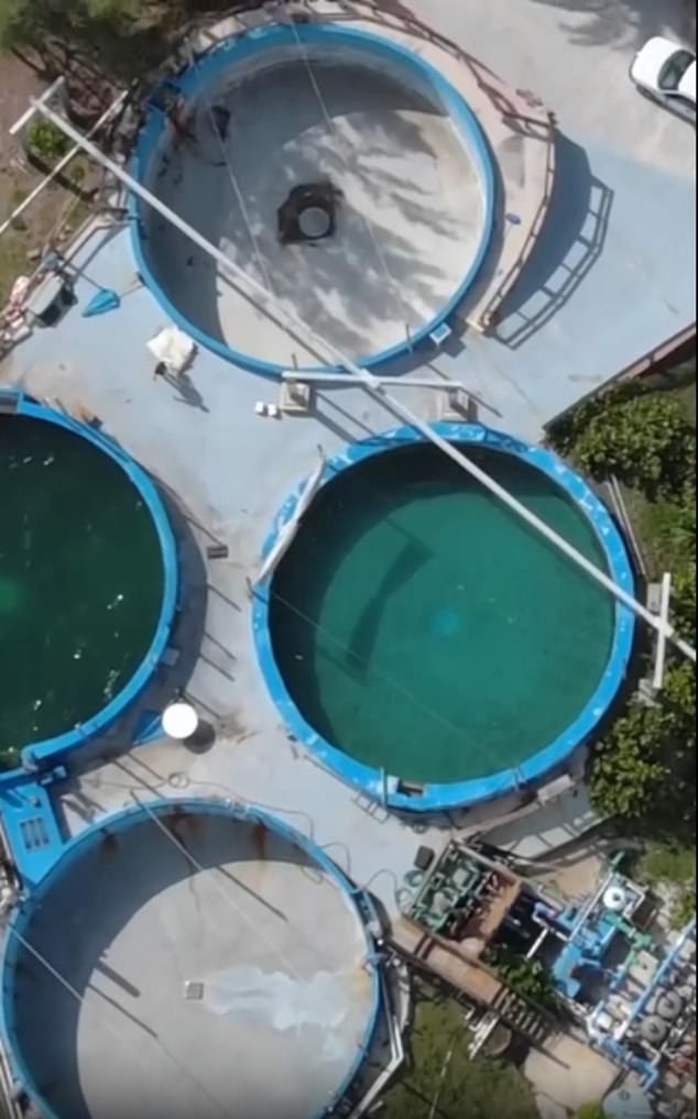 He could be seen swimming in the shaded area of ​​the tank, while two other tanks in the restricted area remained empty