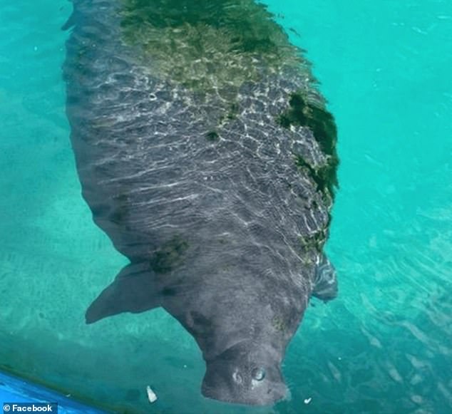 Romeo has been at the Miami Seaquarium since 1956, and is now 67 years old