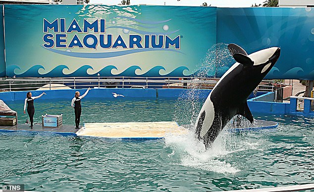 Lolita, the loneliest whale in the world, has died at the age of 57