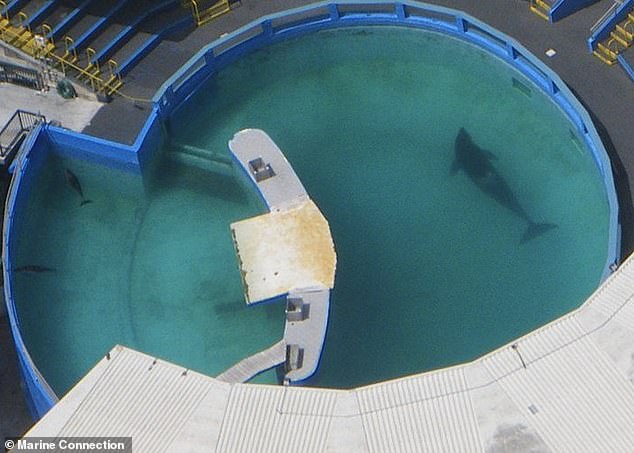 Experts and concerned individuals have long protested Lolita's conditions in captivity, including the size of her tank, which was 80 feet long and 35 feet wide.