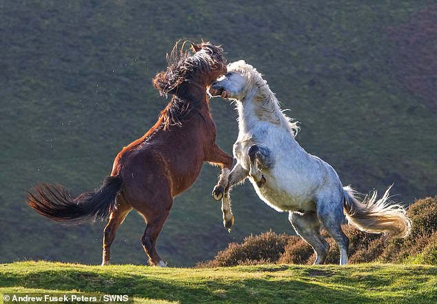 You see the horses standing on their hind legs as they try to bite each other on the neck