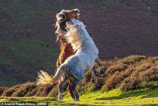 The photos were seen earlier this week in the Shropshire Hills of the males fighting over a female