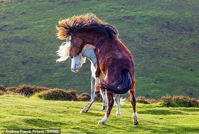 The photographer said two male rivals faced off in an attempt to show their dominance