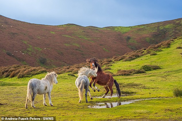 The horses suddenly stopped fighting and resumed grazing after their spit