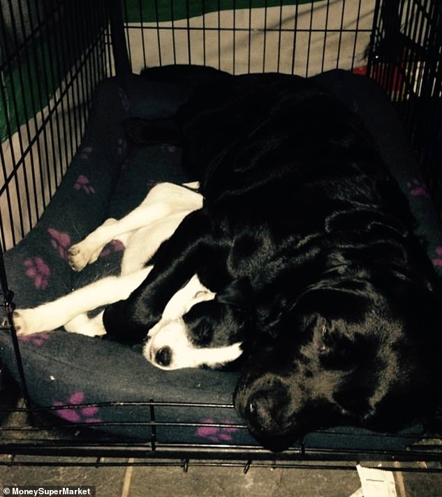 Amanda described the incident as 'every dog ​​owner's worst nightmare'.  In the photo: Lola and Spotty