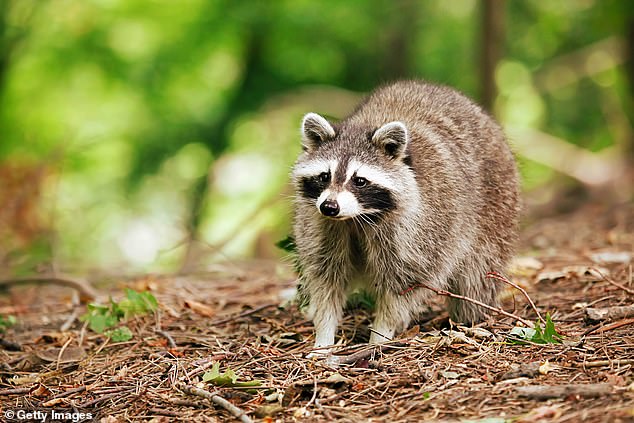 Officials also deployed 18,000 vaccine packs in a five-mile radius to vaccinate wildlife they were unable to capture