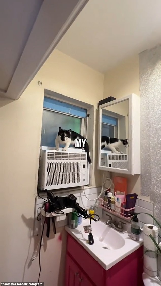 Next, the Egyptian black and white cat Alaska is seen jumping around the bathroom, from the medicine cabinet to the top of the air conditioner