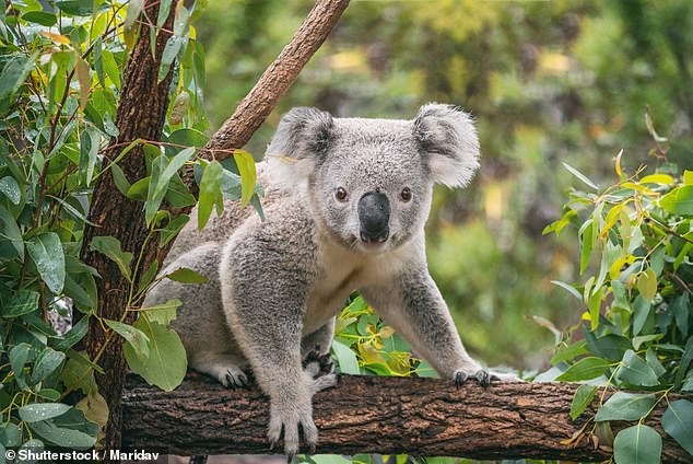 A friend of Chris convinced him that Koalas could not be eaten because they were poisonous.  Chris shared the 'fact' on TikTok and sent thousands into hysterics (stock image)