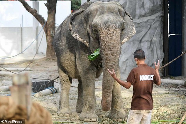 Mali arrived in 1977 as a gift to Imelda Marcos and became the only elephant in the Philippines