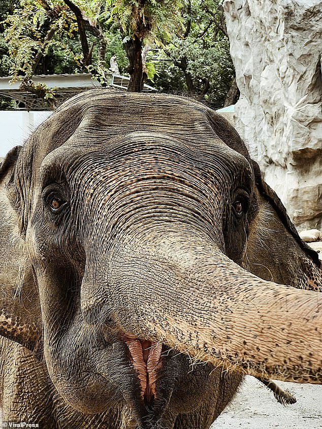 Elephants are social animals and live in herds of up to a hundred people.  Pictured: Mali at the Manila Zoo this year