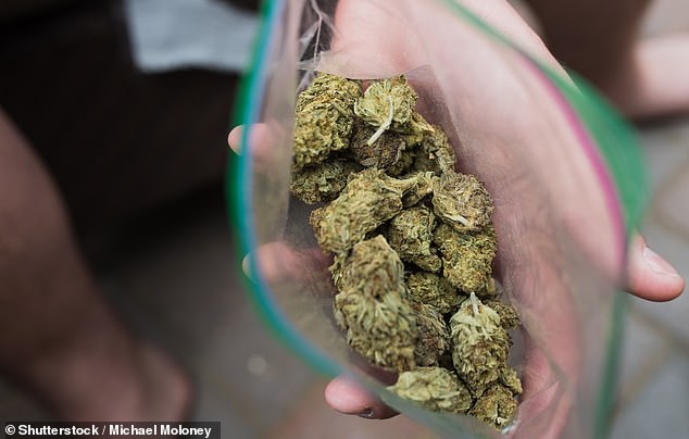 The changes envisaged by the Legalize Cannabis party allowed adults to legally possess small amounts of cannabis (pictured) for personal use and grow up to six plants.