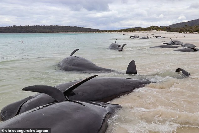 The 'devastating' phenomenon is not uncommon and more than 600 dead pilot whales have been found stranded along Tasmania's west coast in five years.